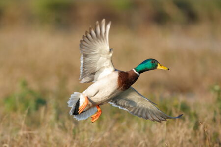 Male mallard duck in flight over golden marsh grass, wings spread wide.