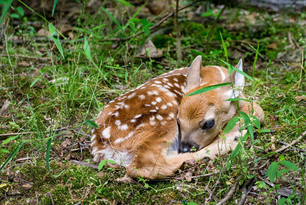 Newborn white-tailed deer fawn with spotted coat curled up in forest undergrowth