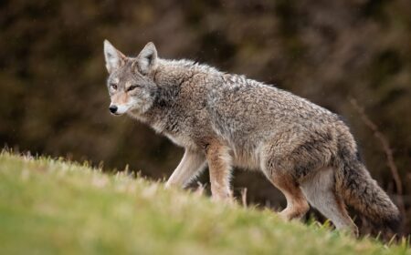 How to Hunt Coyotes—A Complete Guide