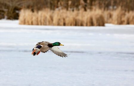 Male mallard duck flying low over frozen winter lake with dry reeds background