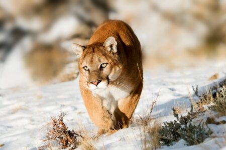 How to Survive a Mountain Lion Attack Mountain lion stalking through snowy winter landscape with rocky background