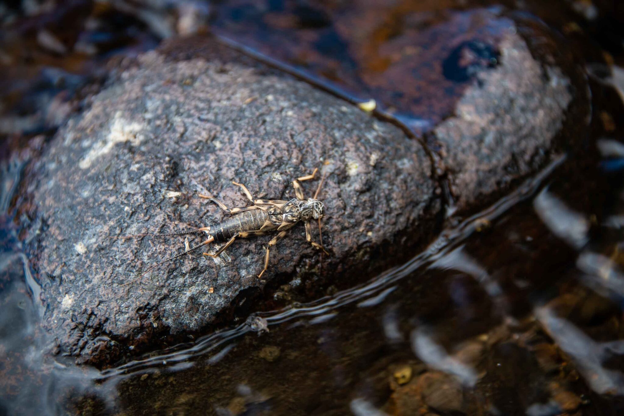 Native Insect Water Source A Trout Angler's Guide to Aquatic Insects | Field & Stream