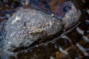 A Trout Angler’s Guide to Aquatic Insects Stonefly insect resting on wet rock beside flowing stream water