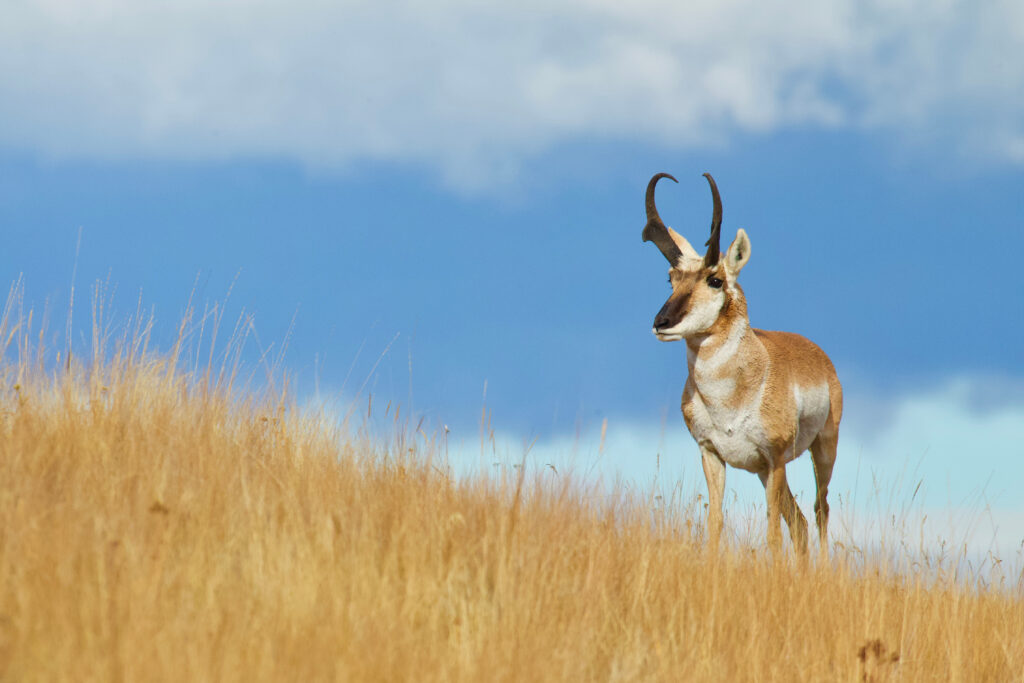 3 Tips to Kill Your First Archery Pronghorn Pronghorn antelope standing in golden grassland against dramatic blue cloudy sky