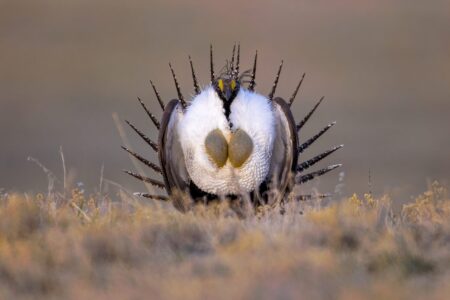 Male greater sage-grouse displaying puffed chest and spiked tail feathers during courtship ritual.
