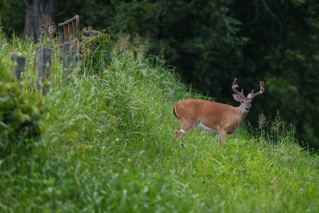 Male white-tailed deer buck standing in lush green meadow near old wooden fence.
