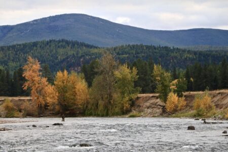 Person fly fishing in a mountain river surrounded by autumn foliage and evergreens.