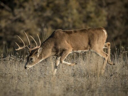 Large white-tailed buck deer with antlers grazing in dry autumn grassland meadow.