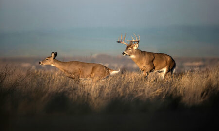 The Best Days of the 2025 Whitetail Rut Two white-tailed deer, a buck and doe, running through tall prairie grass.