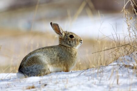 A wild cottontail rabbit sitting in snow among dry winter grass.