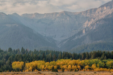 10 Ways You Can Help Kill Mike Lee’s Land Grab Autumn aspen trees with golden foliage against misty mountain forest landscape