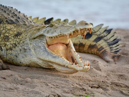 Large Nile crocodile resting on sandy riverbank with mouth wide open showing teeth.