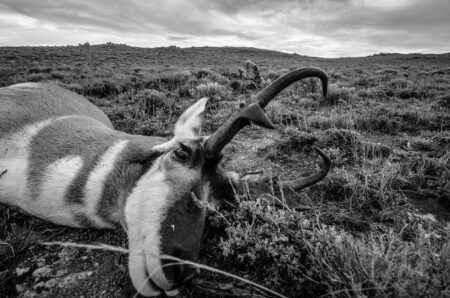 Black and white photo of a pronghorn antelope lying on open grassland.