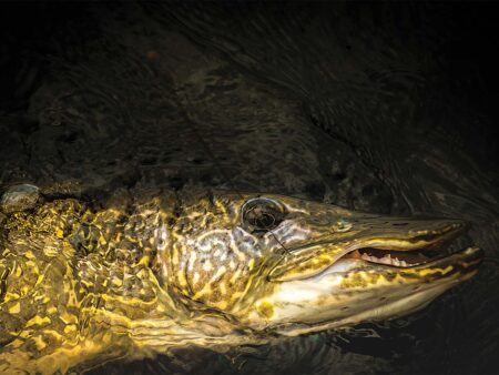 Close-up of a northern pike fish with open mouth partially submerged in dark water