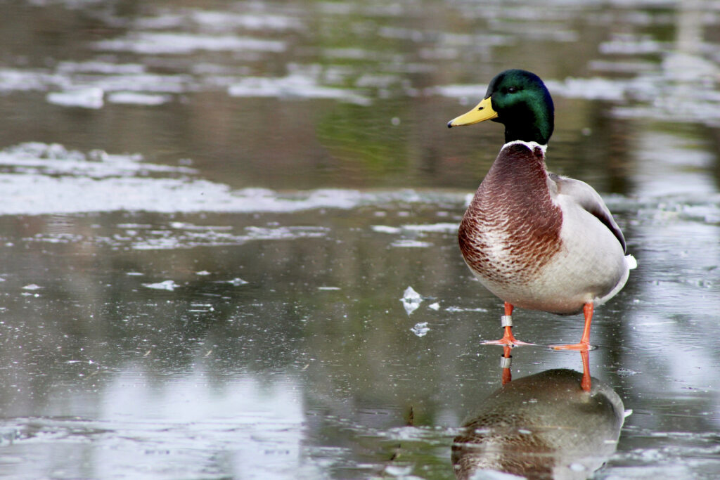 The Craziest Waterfowl Bands Ever Recovered Male mallard duck standing on frozen pond with green head and orange feet