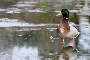 Male mallard duck standing on frozen pond with green head and orange feet