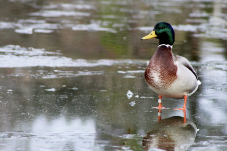 The Craziest Waterfowl Bands Ever Recovered Male mallard duck standing on frozen pond with green head and orange feet
