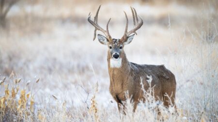 How to Hunt the Best Day of the Entire 2024 Whitetail Rut: November 17 Majestic white-tailed buck with large antlers standing in frosty winter field.