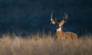 Majestic white-tailed buck with large antlers standing in golden autumn grassland.
