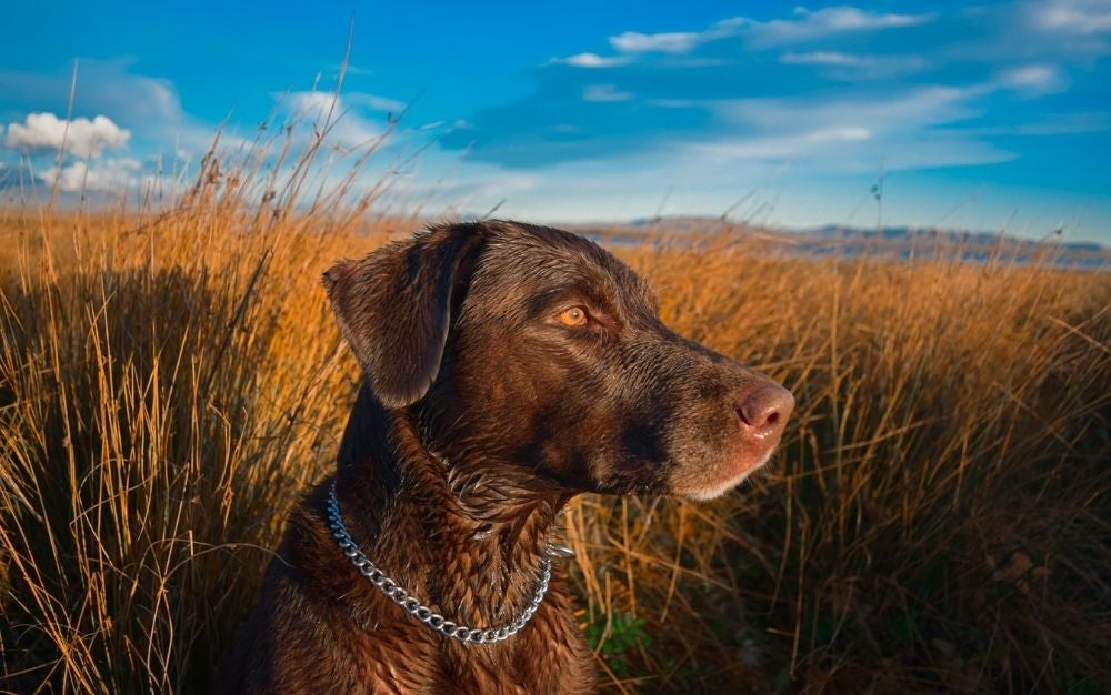 The Best Flea and Tick Prevention for Dogs (2024 Guide)