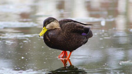 American Black Duck: King of East Coast Puddlers Dark brown duck with yellow bill and orange feet standing on frozen water.