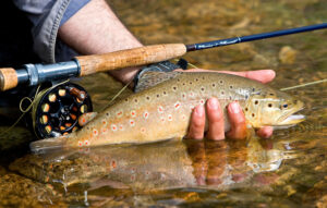 Angler holding a large brown trout beside a fly fishing rod and reel