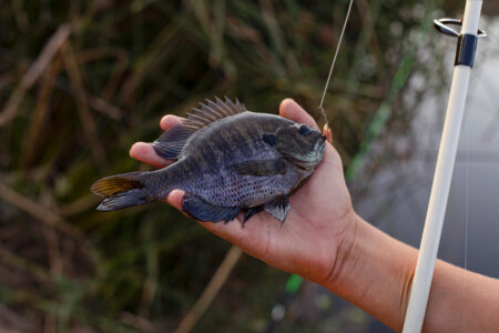 Hand holding a freshly caught bluegill sunfish on a fishing line outdoors.