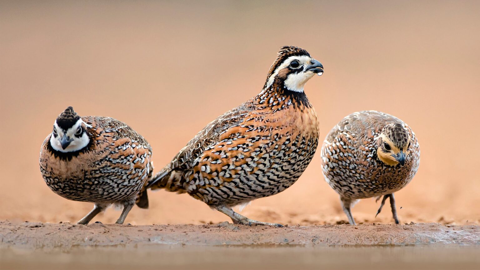 Bobwhite Quail: The Gentleman’s Gamebird