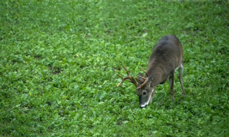 What Do Deer Eat? Top 20 Favorite Foods Male white-tailed deer buck grazing on lush green clover field outdoors.