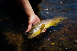 Angler releasing a golden brown trout into a clear shallow stream