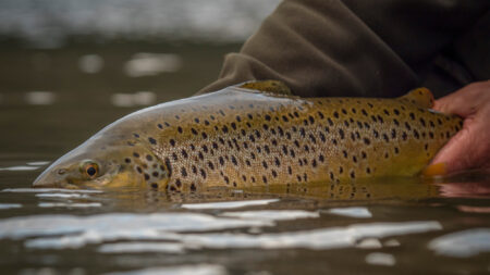 Catch Big Spring Trout in High, Dirty Water An angler holds a brown trout in high water.