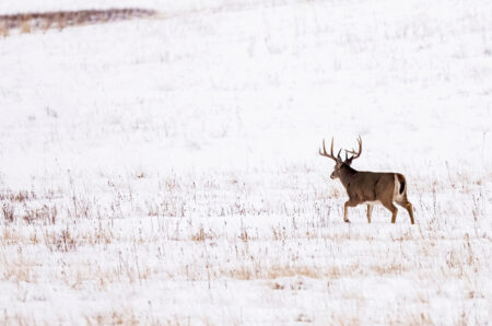 How to Hunt the Best Day of the Rut No. 6: November 28 Large whitetail buck deer walking through snow-covered winter field with dry grass.