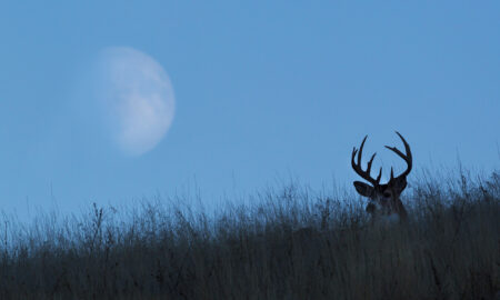 Does the Moon Really Affect Buck Movement?