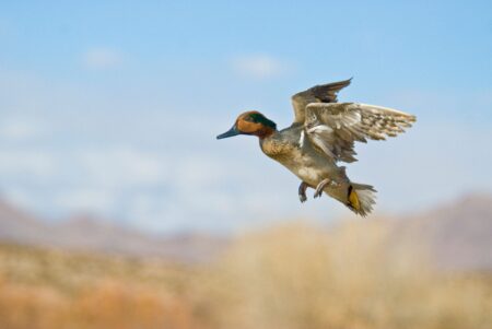 Fowl Play: How to Pick (and Shoot) Your Teal in a Tight Flock Male Green-winged Teal duck in flight against blue sky and desert landscape