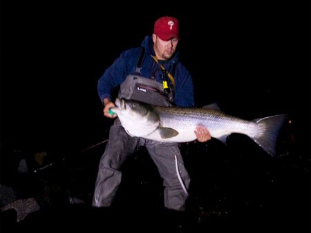 Man in Phillies cap holds large striped bass during night fishing trip