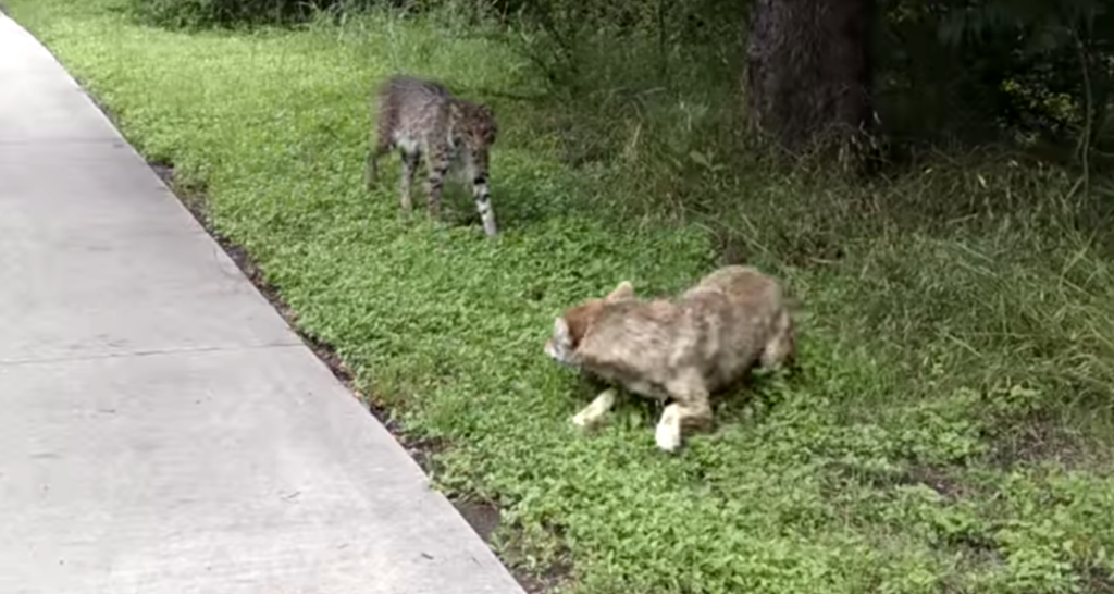 How Close is Too Close: Bobcat vs. Coyote