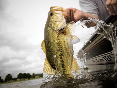 Angler lifting largemouth bass from water beside Pro Team 185 fishing boat