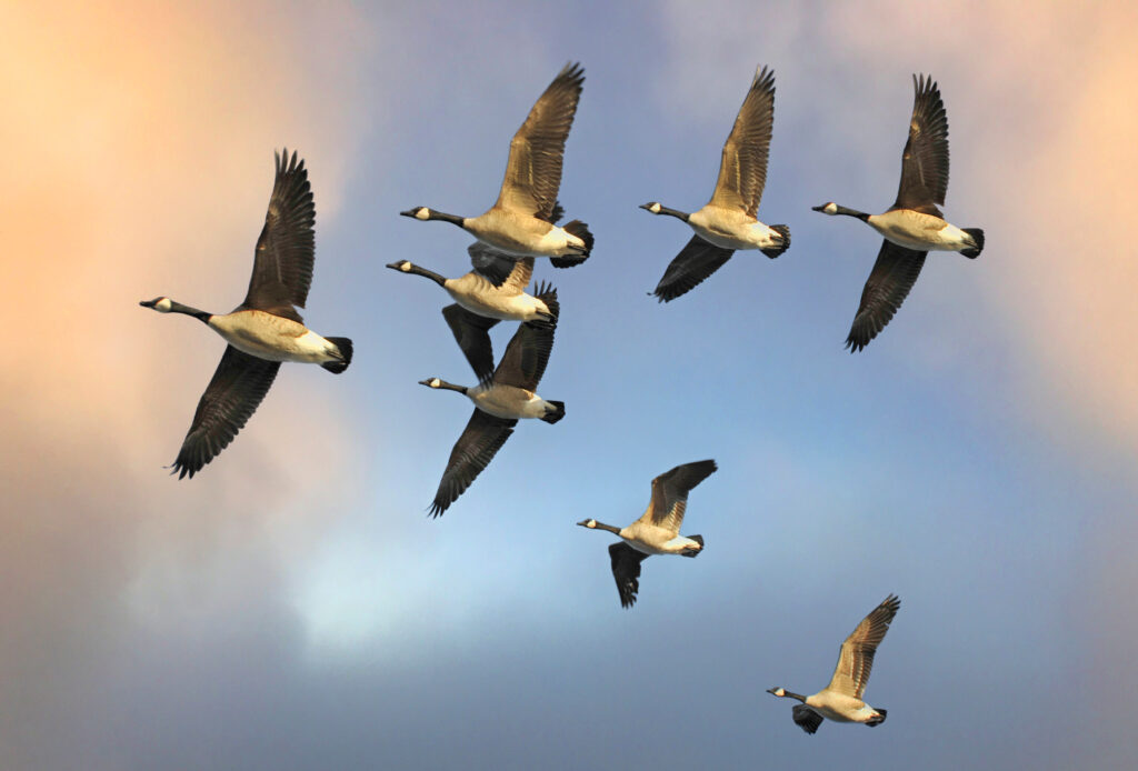 6 Tips for Hunting September Geese Flock of Canada geese flying in formation against a colorful sunset sky