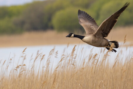 Canada goose in flight over golden marsh reeds near a calm lake