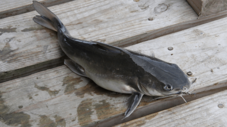 The Best Hooks for Catfish of 2024 A freshly caught catfish lying on weathered wooden dock planks.