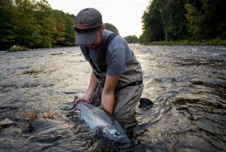 Fisherman in waders kneeling in river releasing large caught salmon
