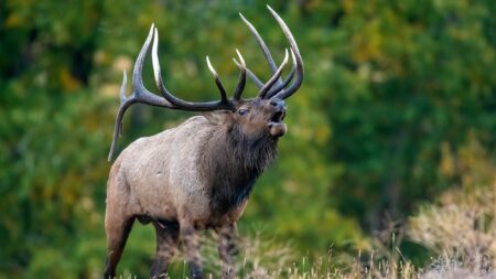 Colorado Elk Hunting: How to Kill Bulls in the Centennial State