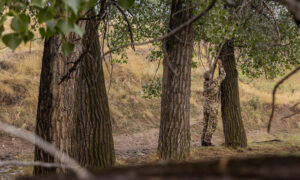 Camouflaged soldier standing among trees in a dry autumn landscape