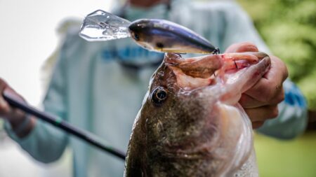 The Best Crankbaits for Bass Fishing