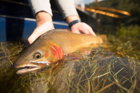 Cutthroat Trout Fishing: A Beginner’s Guide