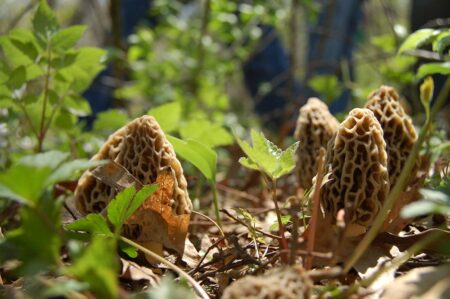 10 Reasons You’re Not Finding Morel Mushrooms Morel mushrooms sprouting up in a forest.