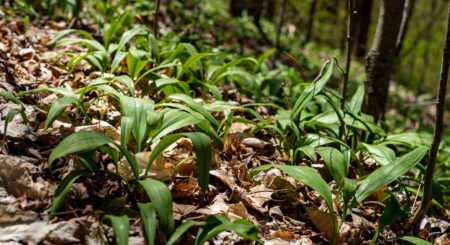 The Beginner’s Guide to Picking and Cooking With Ramps