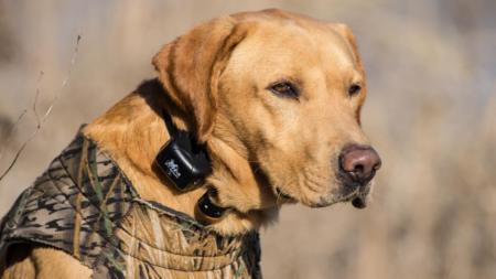 We Tested Dog Training Collars in the Field—These Are the 8 Best