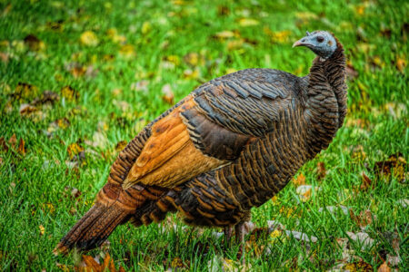 Wild turkey standing on green grass with fallen autumn leaves in background.