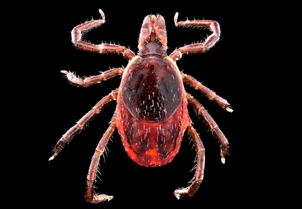 The Hunter’s Guide to Ticks—the Nastiest, Most Disgusting Bloodsuckers in the Woods Close-up macro photo of a red tick arachnid on black background